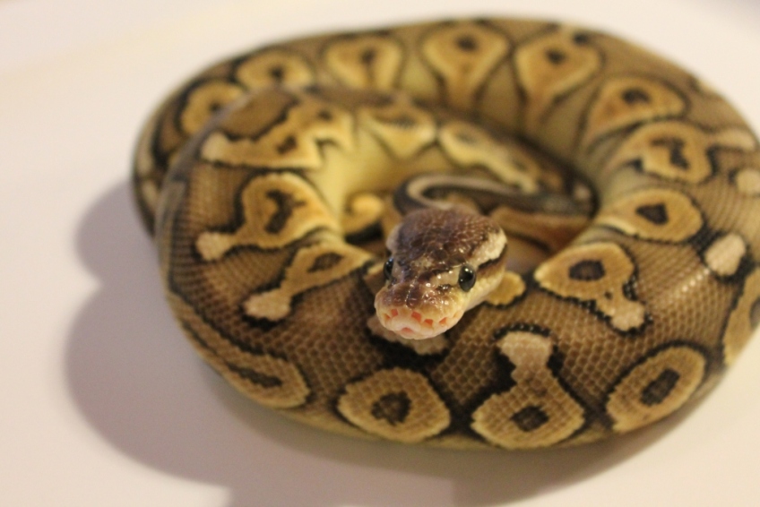 pewter ball python