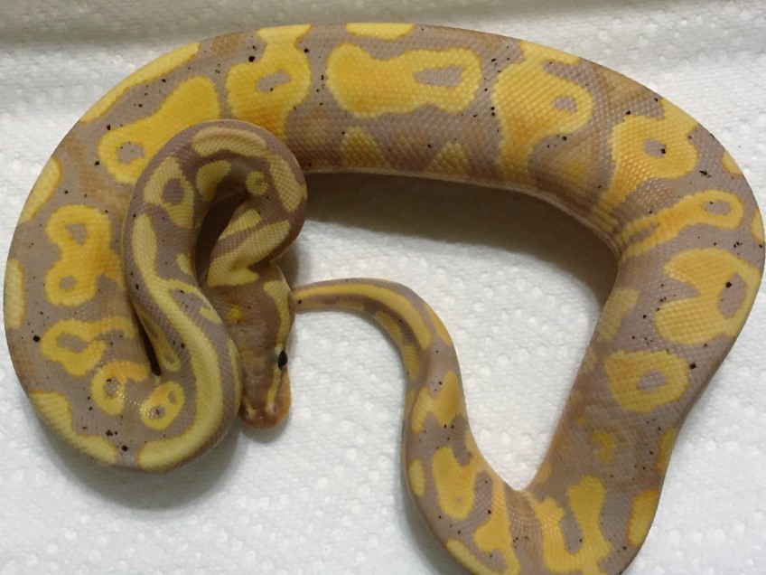 banana leopard yellowbelly ball python