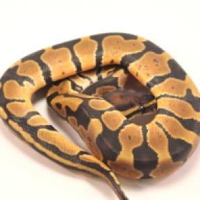 joppa ball python